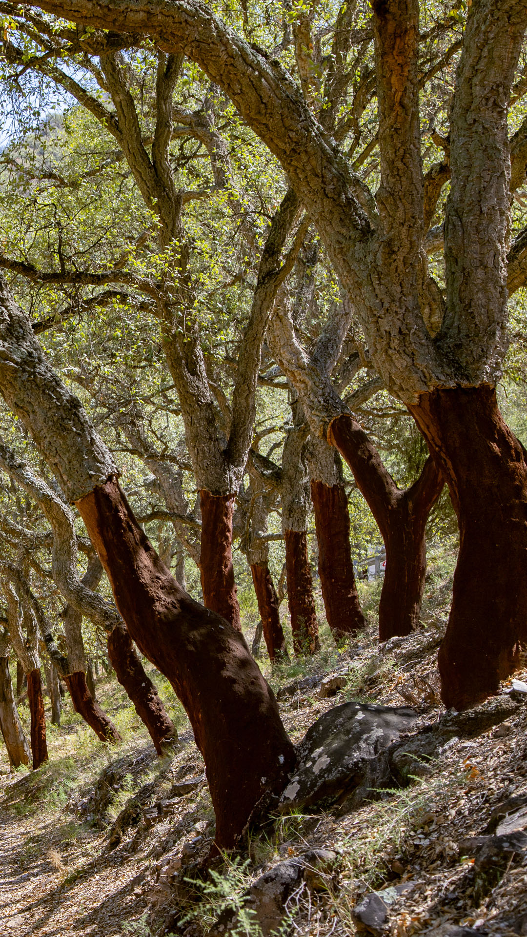Parque Natural Sierra de Espadán